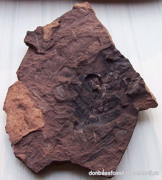 Mariopteris, мариоптерисы