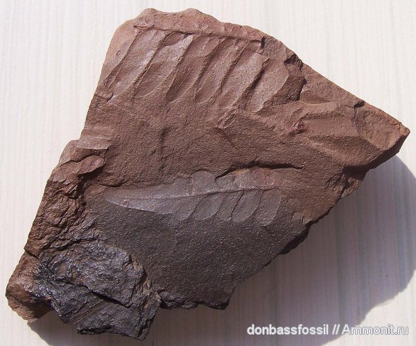 карбон, Донецк, Neuropteris, нейроптерис