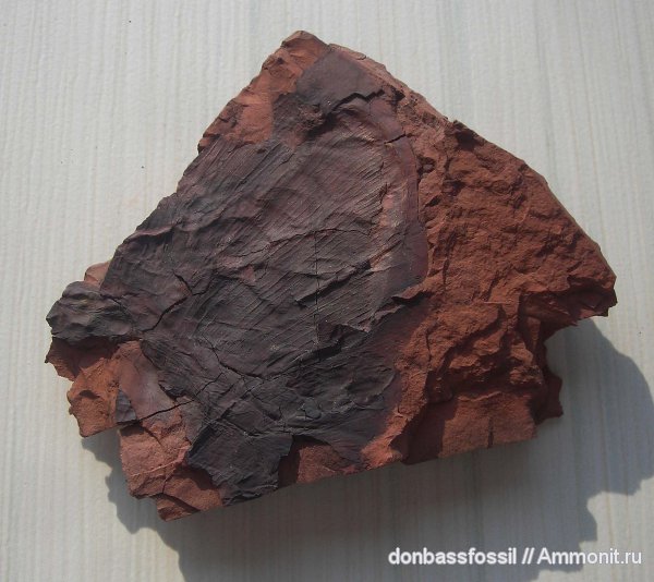 Cyclopteris, циклоптерис