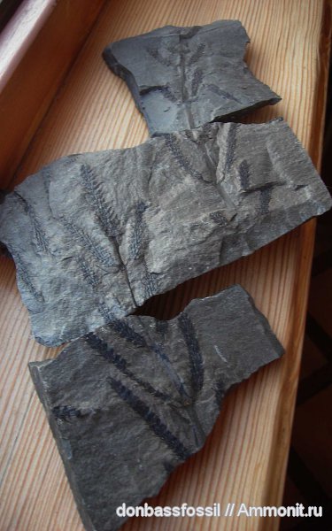 Calamostachys, каламостахис