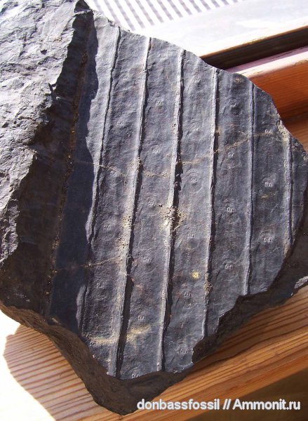 Sigillaria scutellata