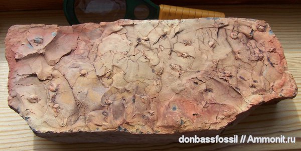 птеридоспермы