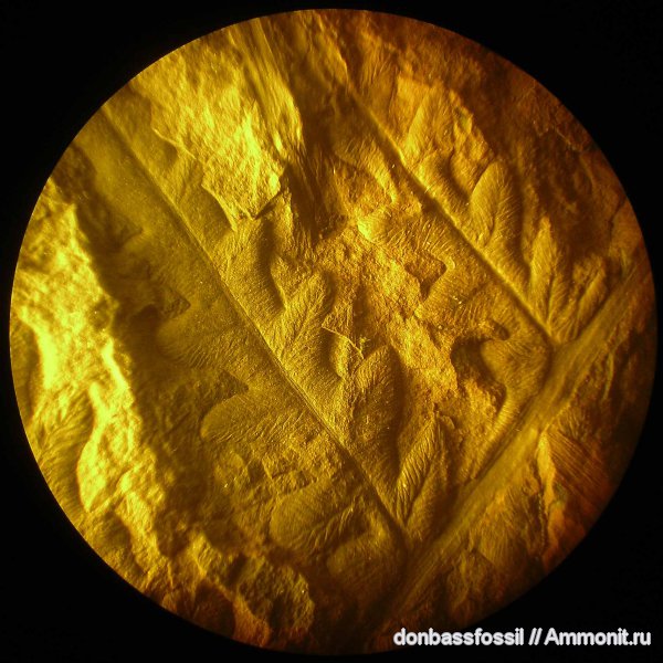 Alethopteris, алетоптерисы, Alethopteris Grandini