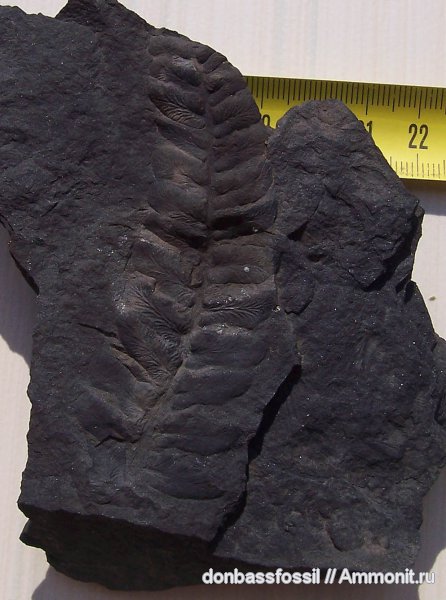 карбон, Донецк, Neuropteris, нейроптерис