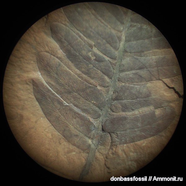 карбон, Донецк, Neuropteris, нейроптерис