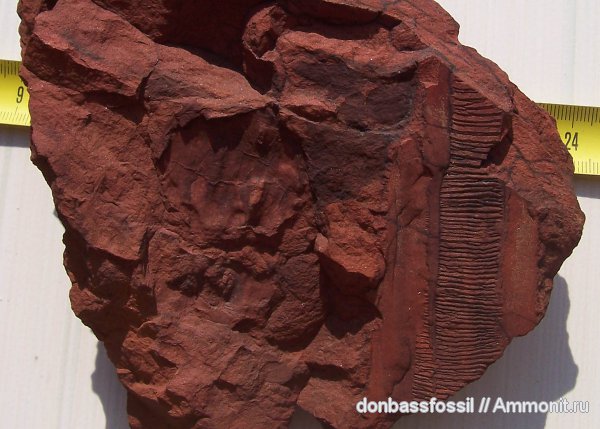 карбон, кордаиты, артизия, Донецк, Artisia