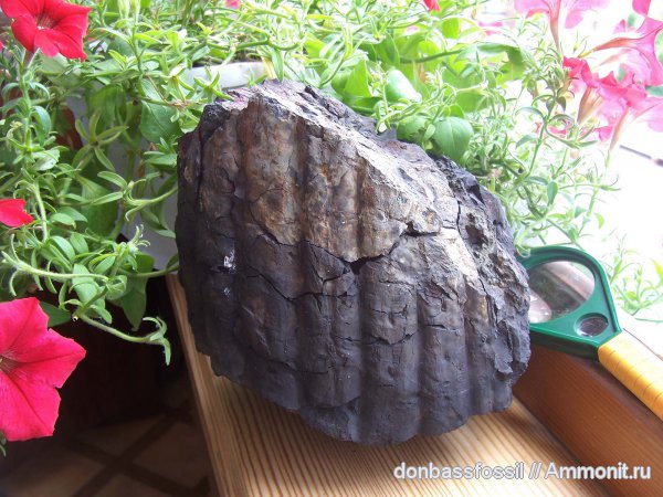 сигиллярия, Sigillaria, сирингодендроны, Syringodendron