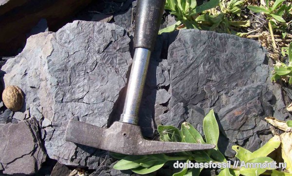 карбон, Донецк, Neuropteris, нейроптерис