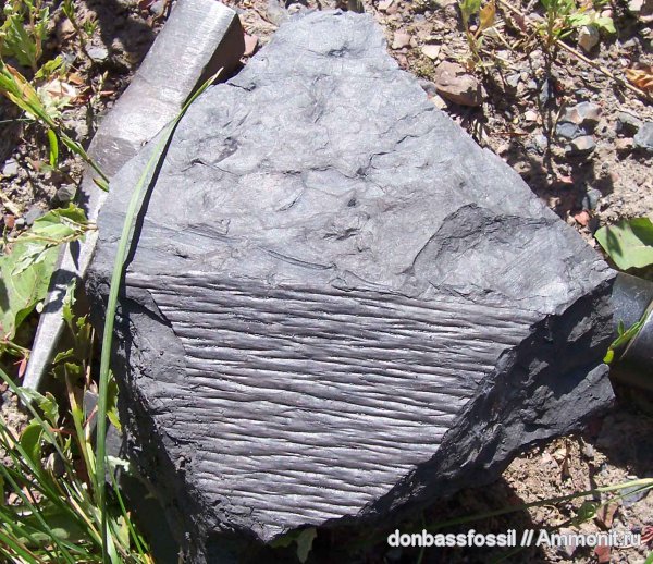 птеридоспермы