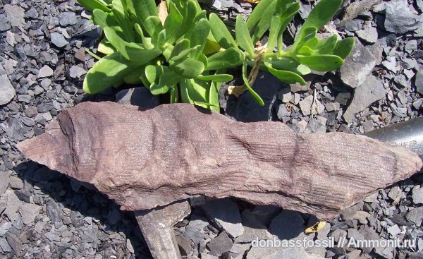 карбон, каламиты, Донецк, Calamites