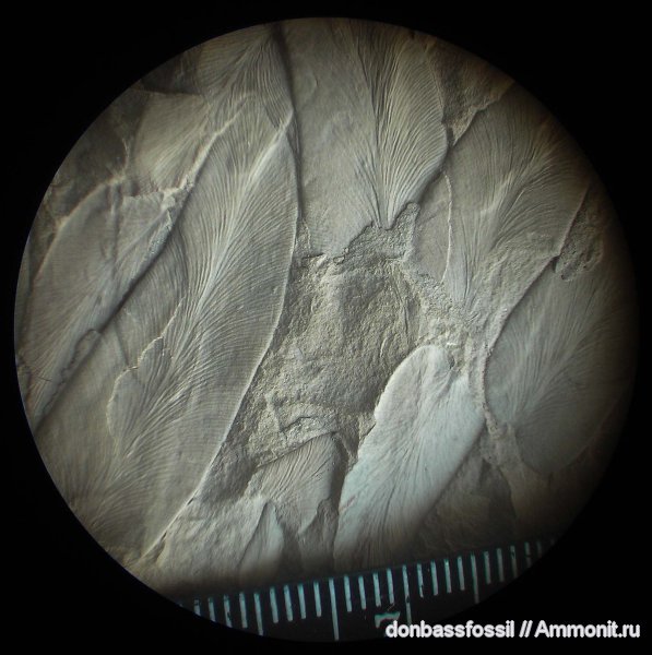 карбон, Донецк, Neuropteris, нейроптерис