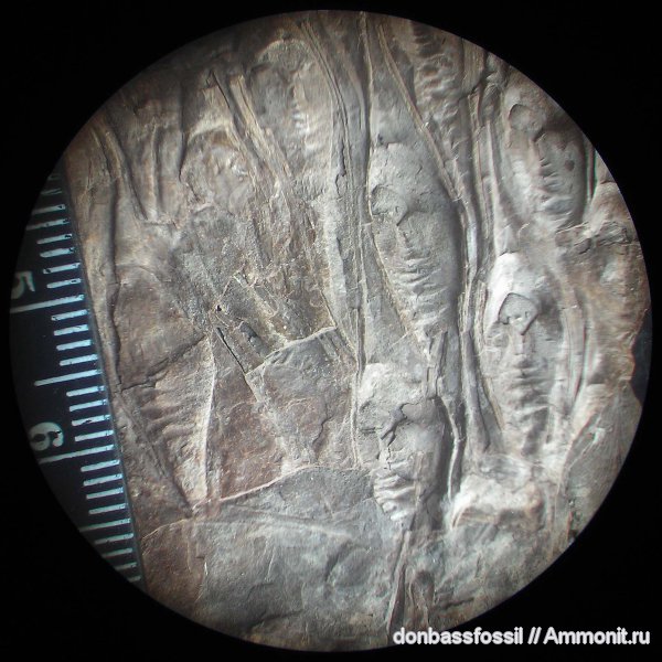 карбон, лепидодендрон, Донецк, Lepidodendron