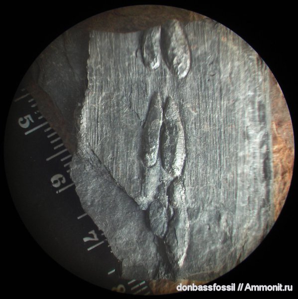 сирингодендроны, Syringodendron