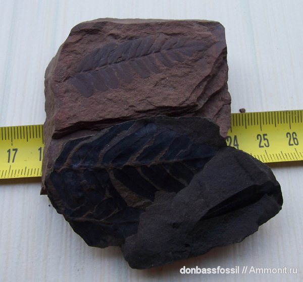 Neuropteris, нейроптерис