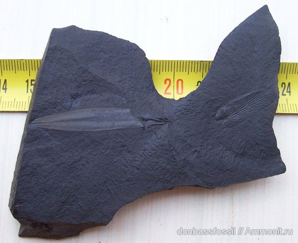 Neuropteris, Lepidostrobophyllum