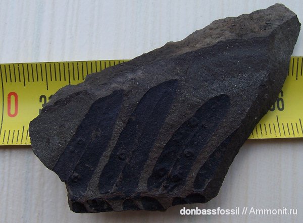 Neuropteris, нейроптерис, Microconchids