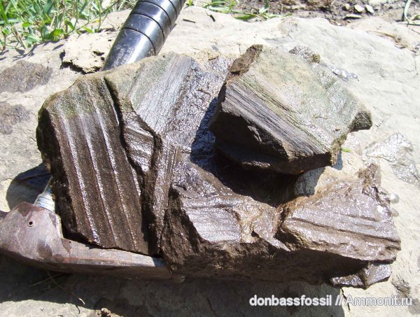 сигиллярия, Sigillaria