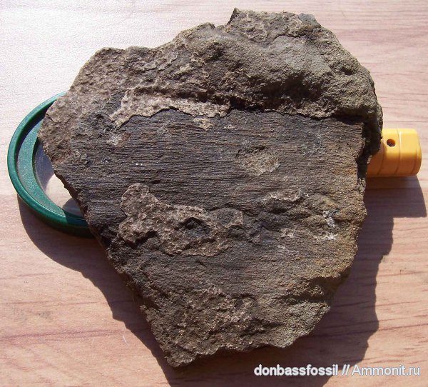 сирингодендроны, Syringodendron