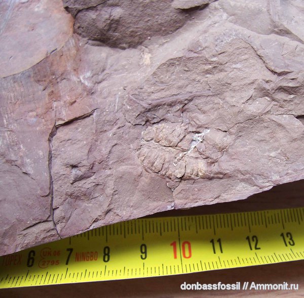 карбон, лепидодендрон, Донецк, Lepidodendron