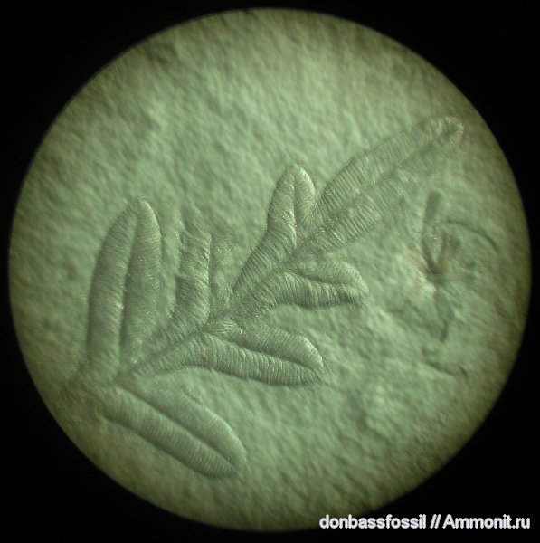 Alethopteris, алетоптерисы, Alethopteris Grandini