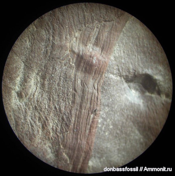 Asolanus, асоланус