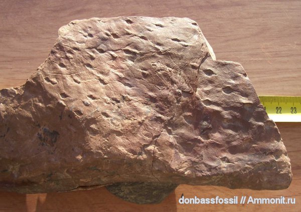 Asolanus, асоланус