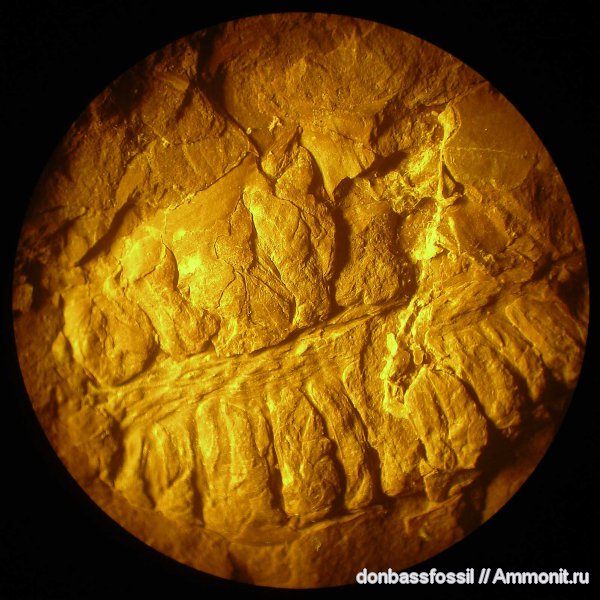 strobile, стробилы