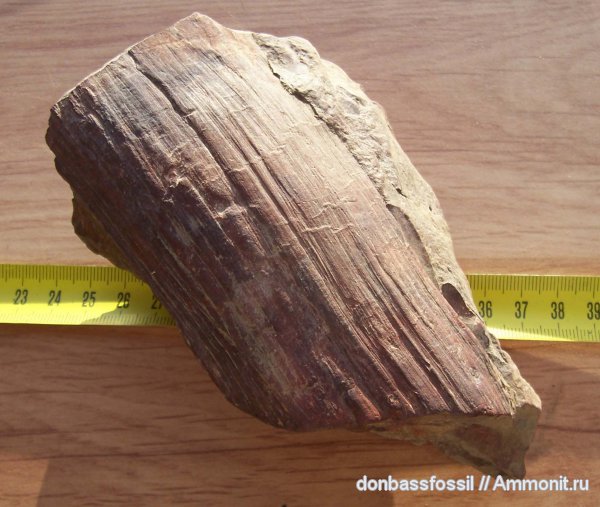 птеридоспермы