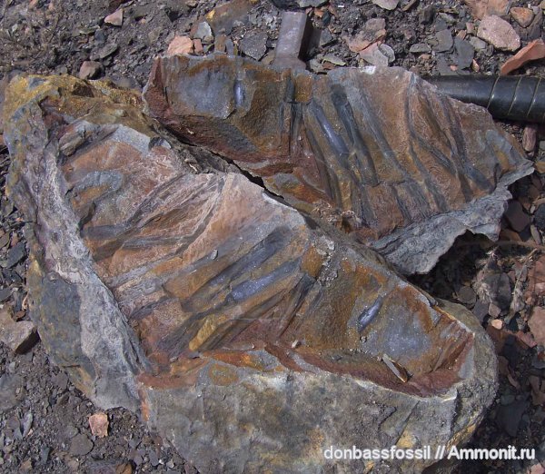 stigmaria, стигмарии