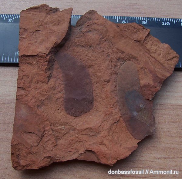 Neuropteris, нейроптерис