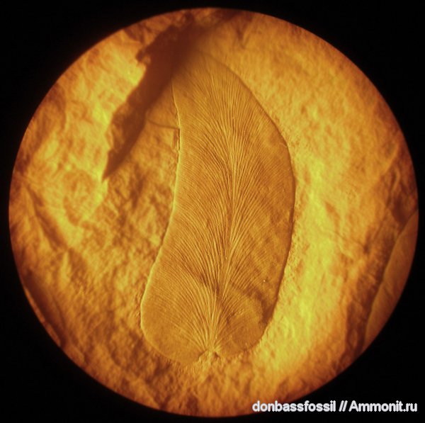 Neuropteris, нейроптерис