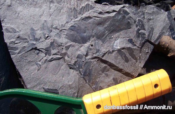 Neuropteris, нейроптерис, Cyclopteris