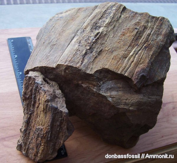 девон, Devonian, Донбасс, плауновидные