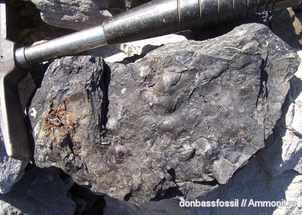 брахиоподы