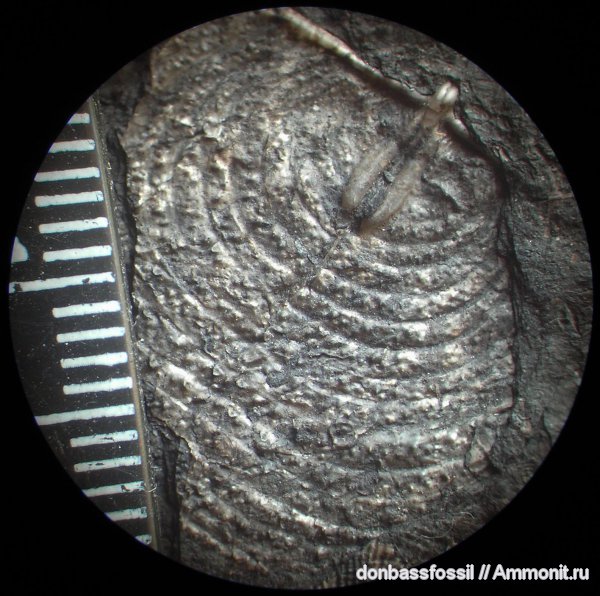 брахиоподы, Productida