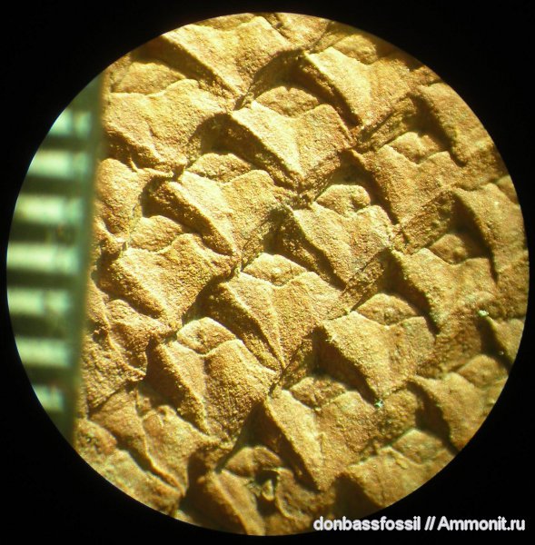 карбон, лепидодендрон, Донецк, Lepidodendron