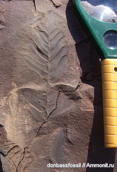 карбон, Донецк, Neuropteris, нейроптерис