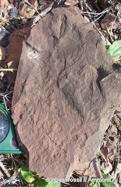 клинолист, Sphenophyllum