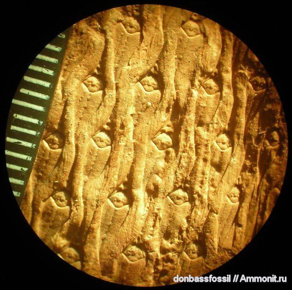 карбон, лепидодендрон, Донецк, Lepidodendron