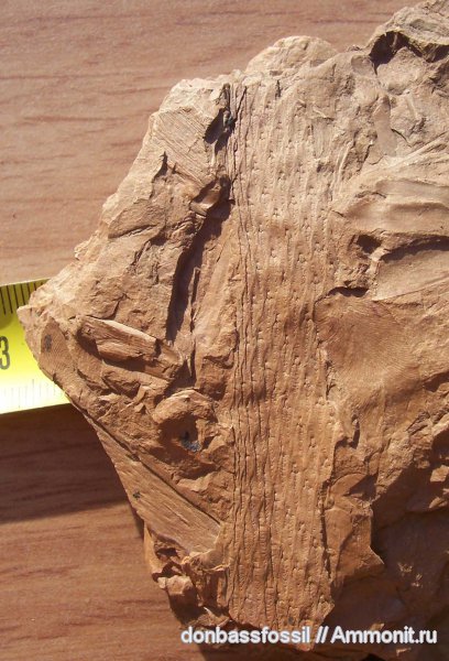 карбон, лепидодендрон, Донецк, Lepidodendron