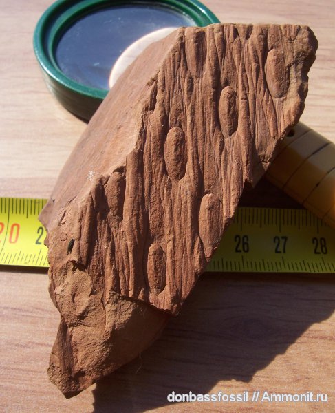 карбон, Донбасс, плауновидные