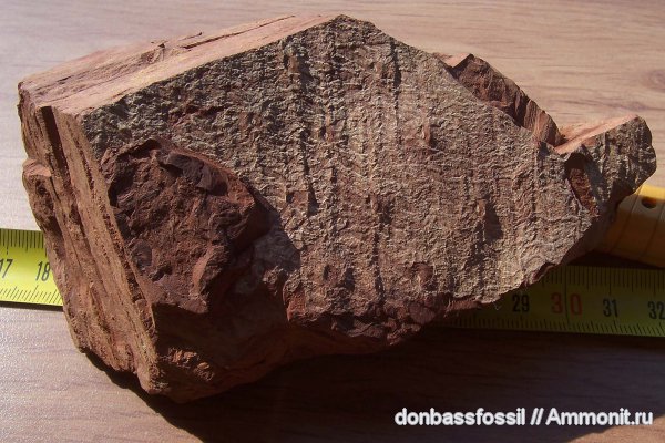 Asolanus, асоланус, Asolanus camptotaenia