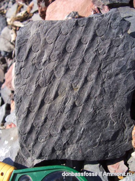 Sigillaria, Sigillaria scutellata