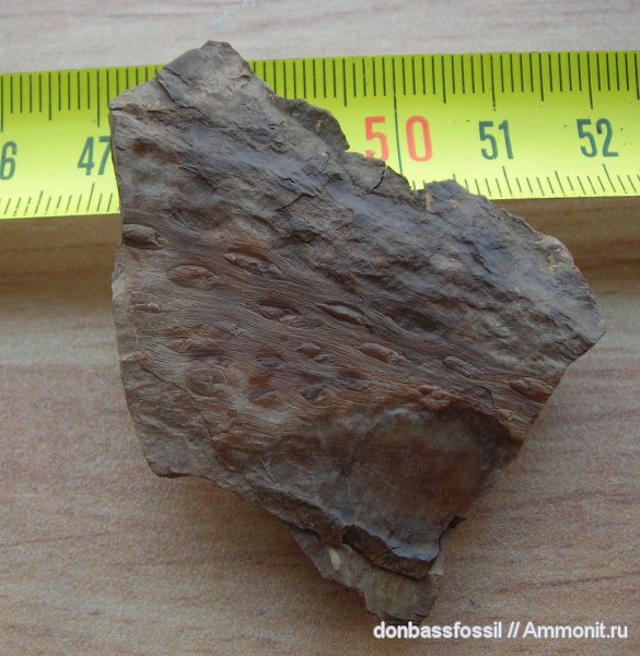 плауновидные