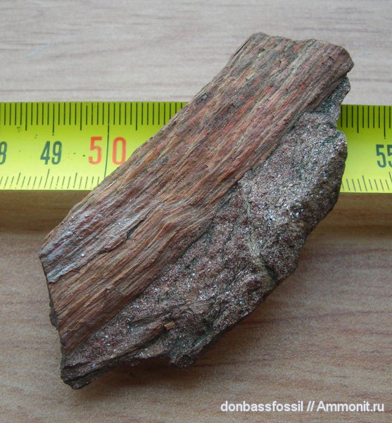 птеридоспермы