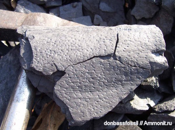 птеридоспермы