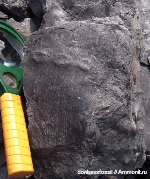 каламиты, Calamites