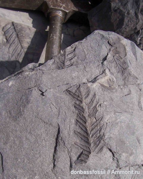 Alethopteris, алетоптерисы