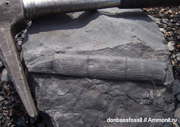 каламиты, Calamites