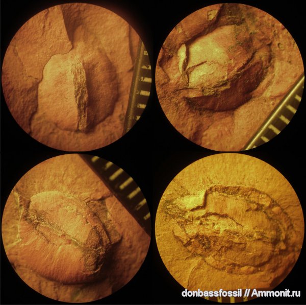 птеридоспермы, Trigonocarpus